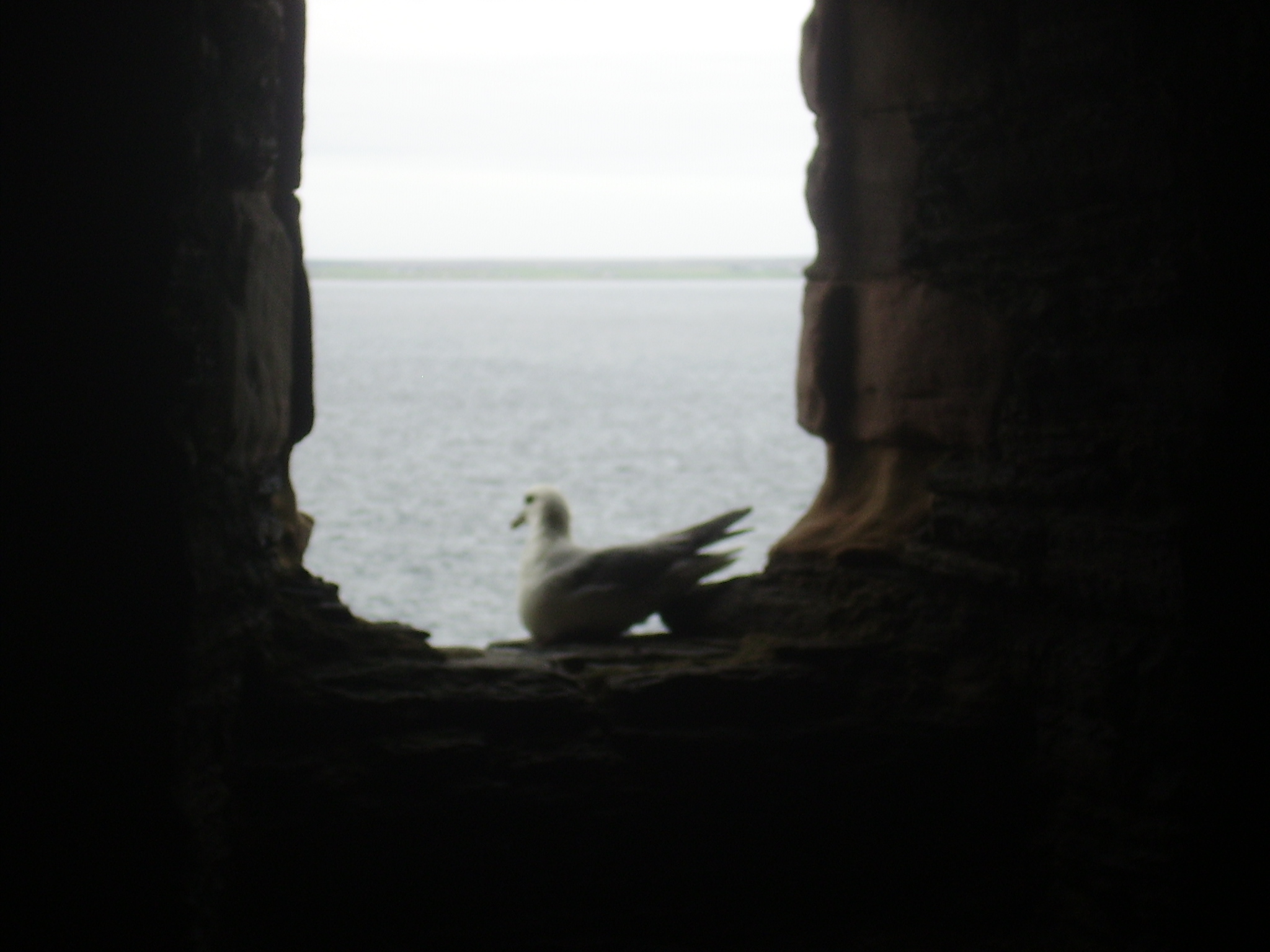 Gull window 3