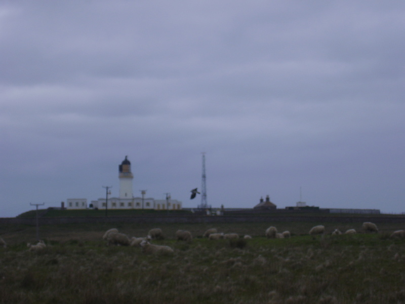 Noss Head Lighthouse, sheep, bird