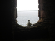 [Gull window]
