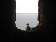 [Gull window 2]