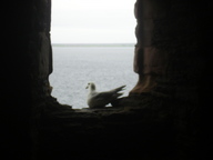 [Gull window 3]