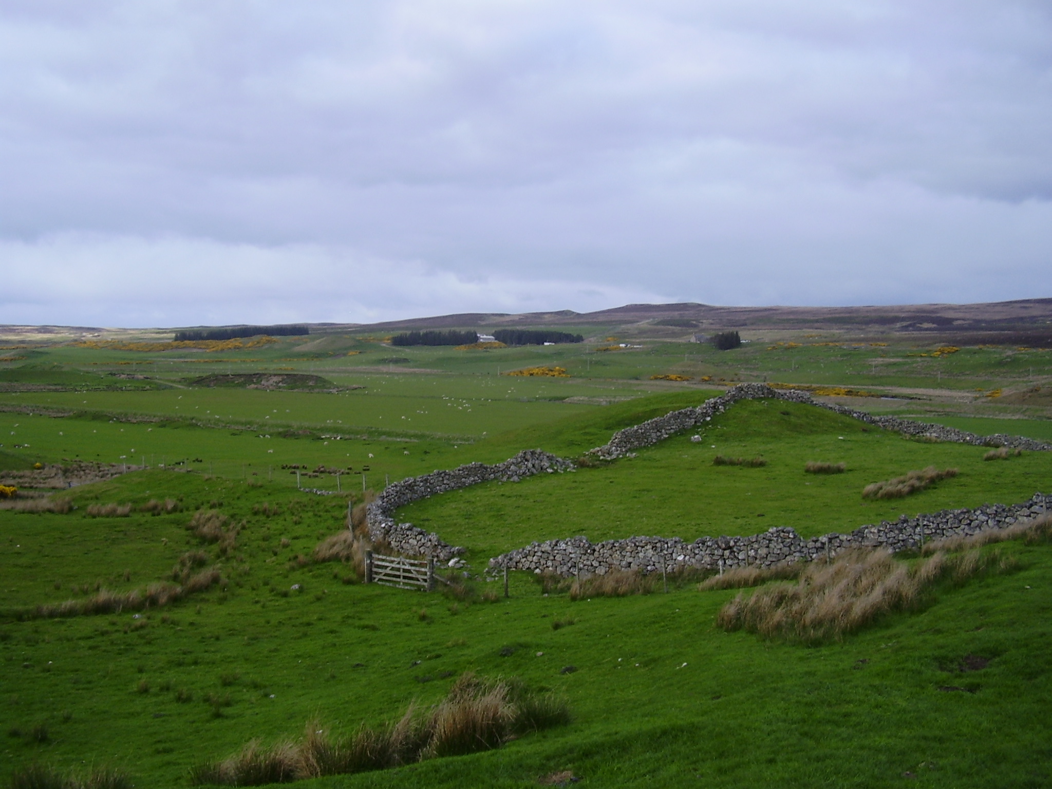 Strath Halladale filled with sheep
