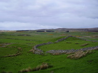 [Strath Halladale filled with sheep]